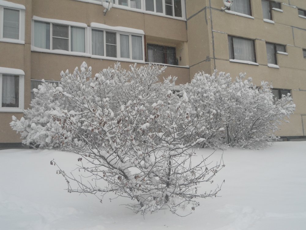 DSC00004 (2).JPG