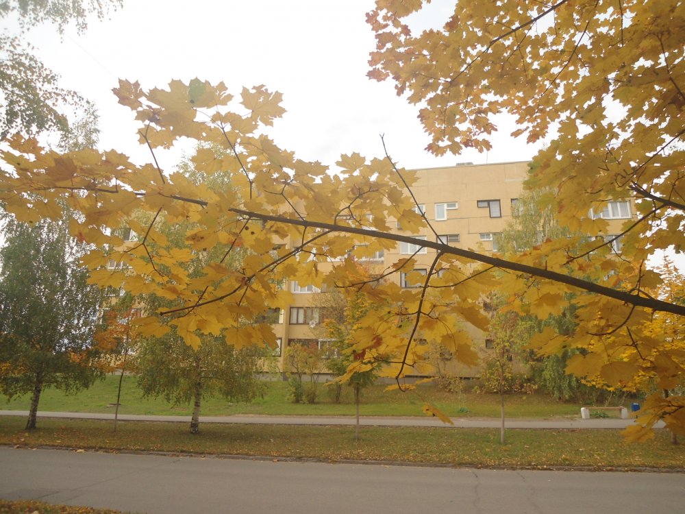 DSC00004.JPG