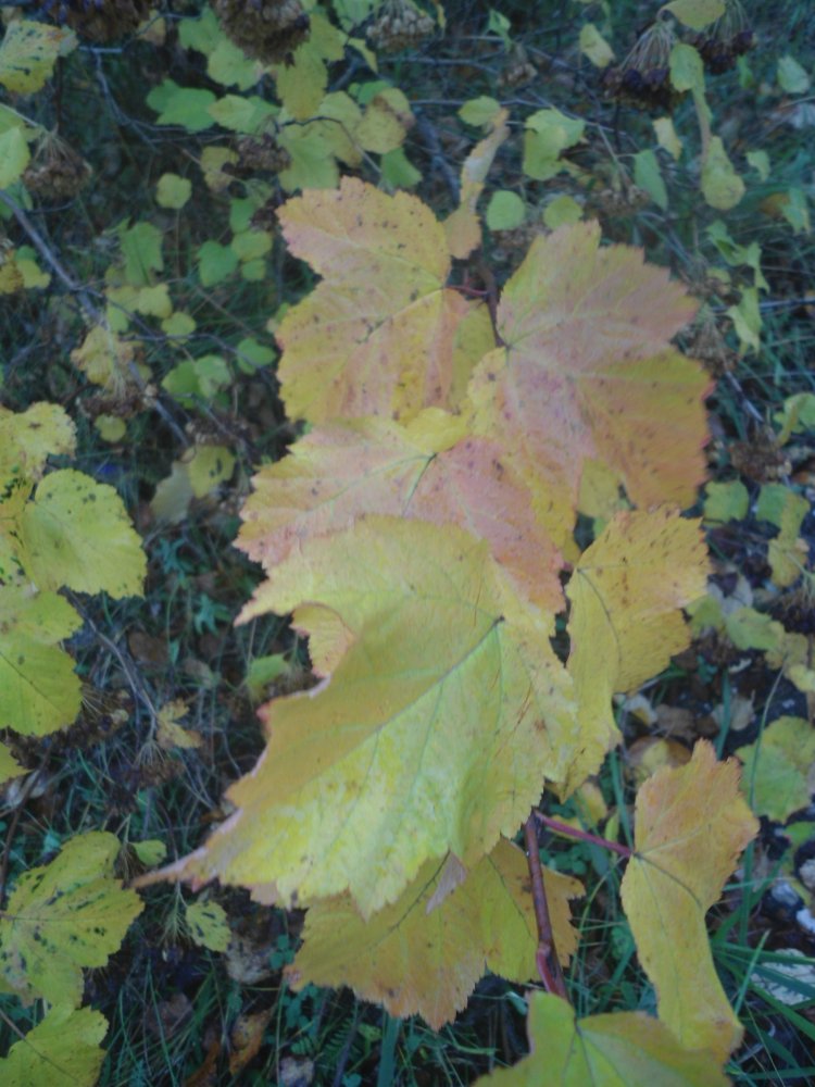 DSC00005.JPG