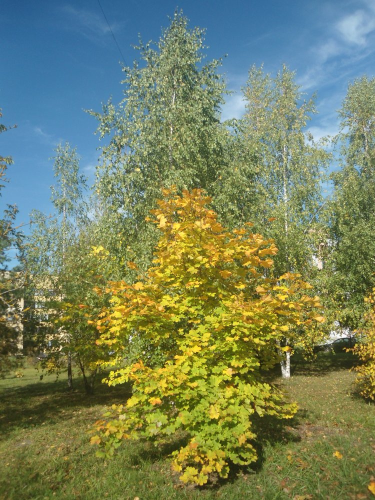 DSC00006 (2).JPG