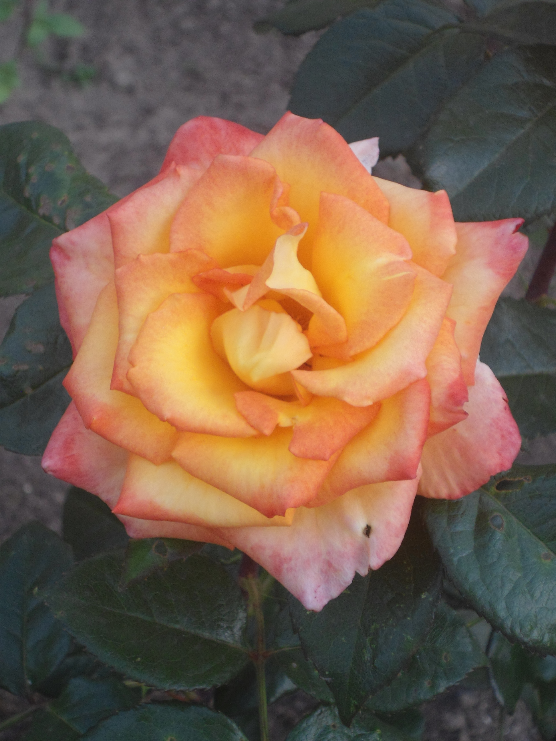 DSC00007.JPG