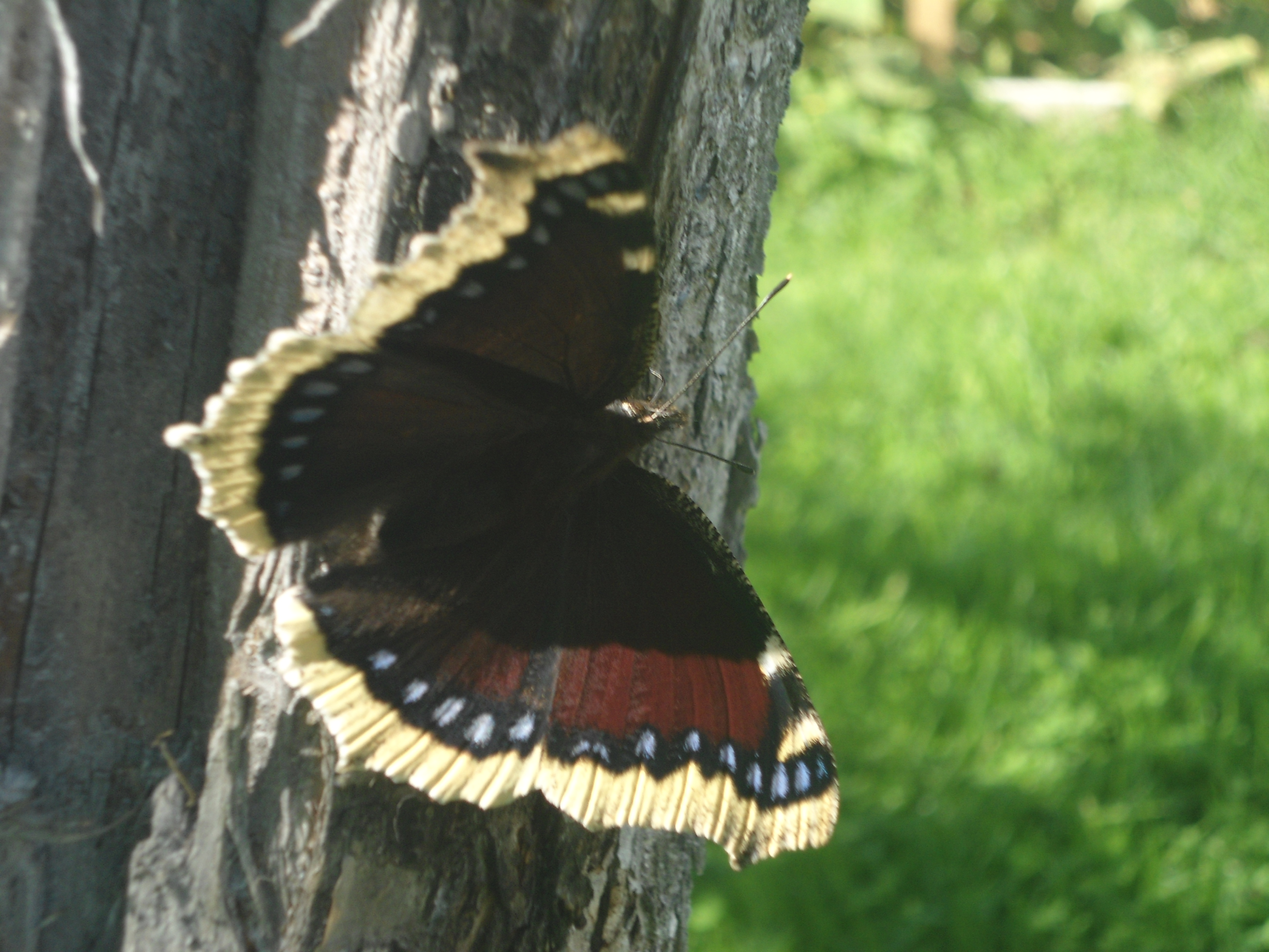 DSC00007.JPG