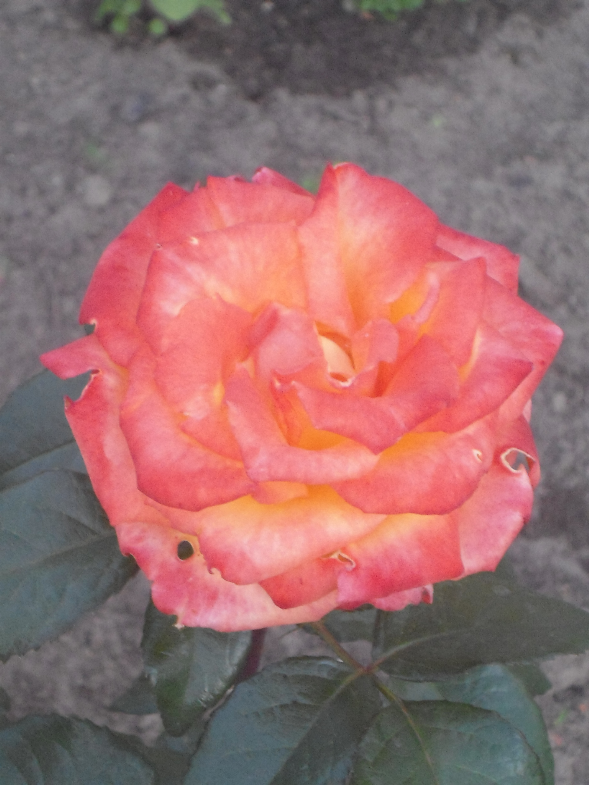DSC00008.JPG