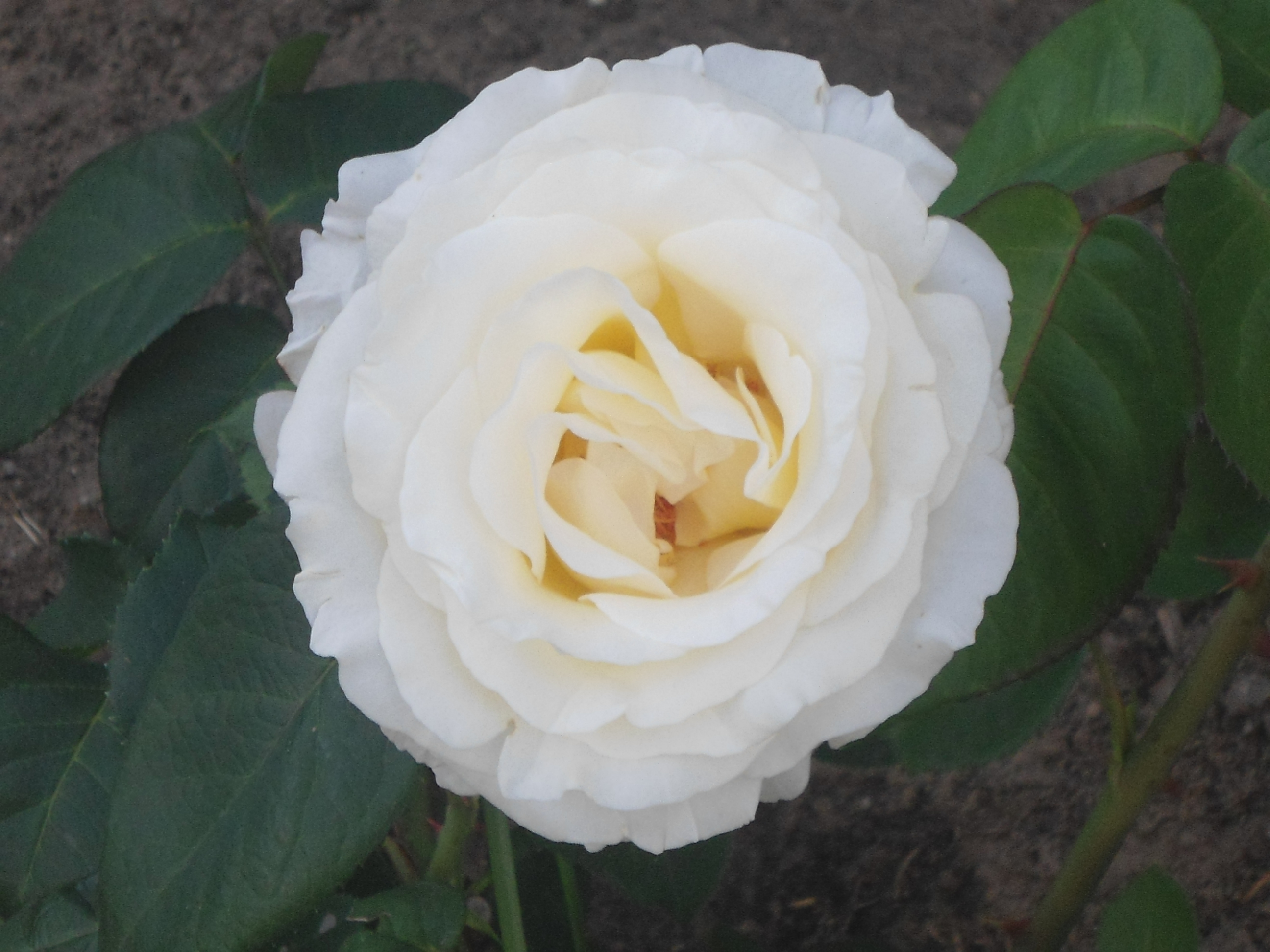DSC00011.JPG
