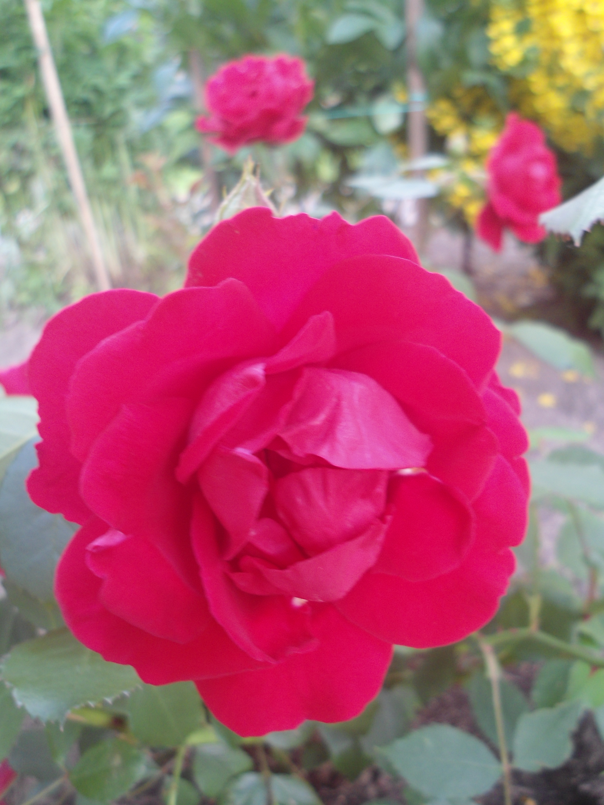 DSC00012.JPG