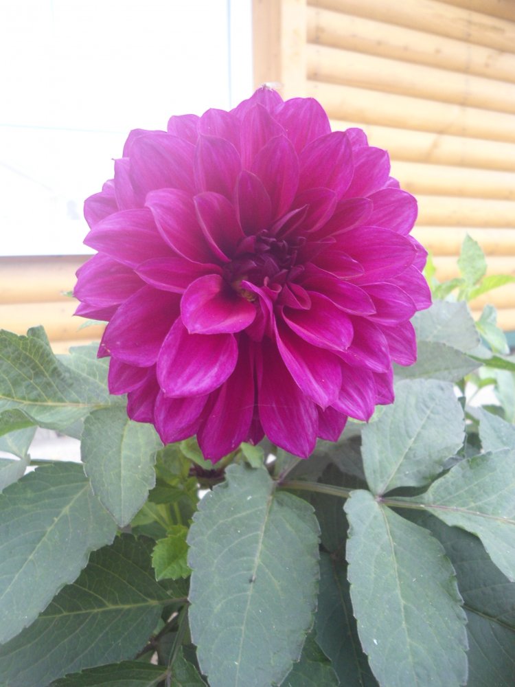 DSC00012.JPG