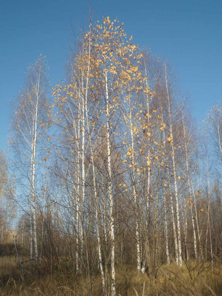 DSC00013.JPG