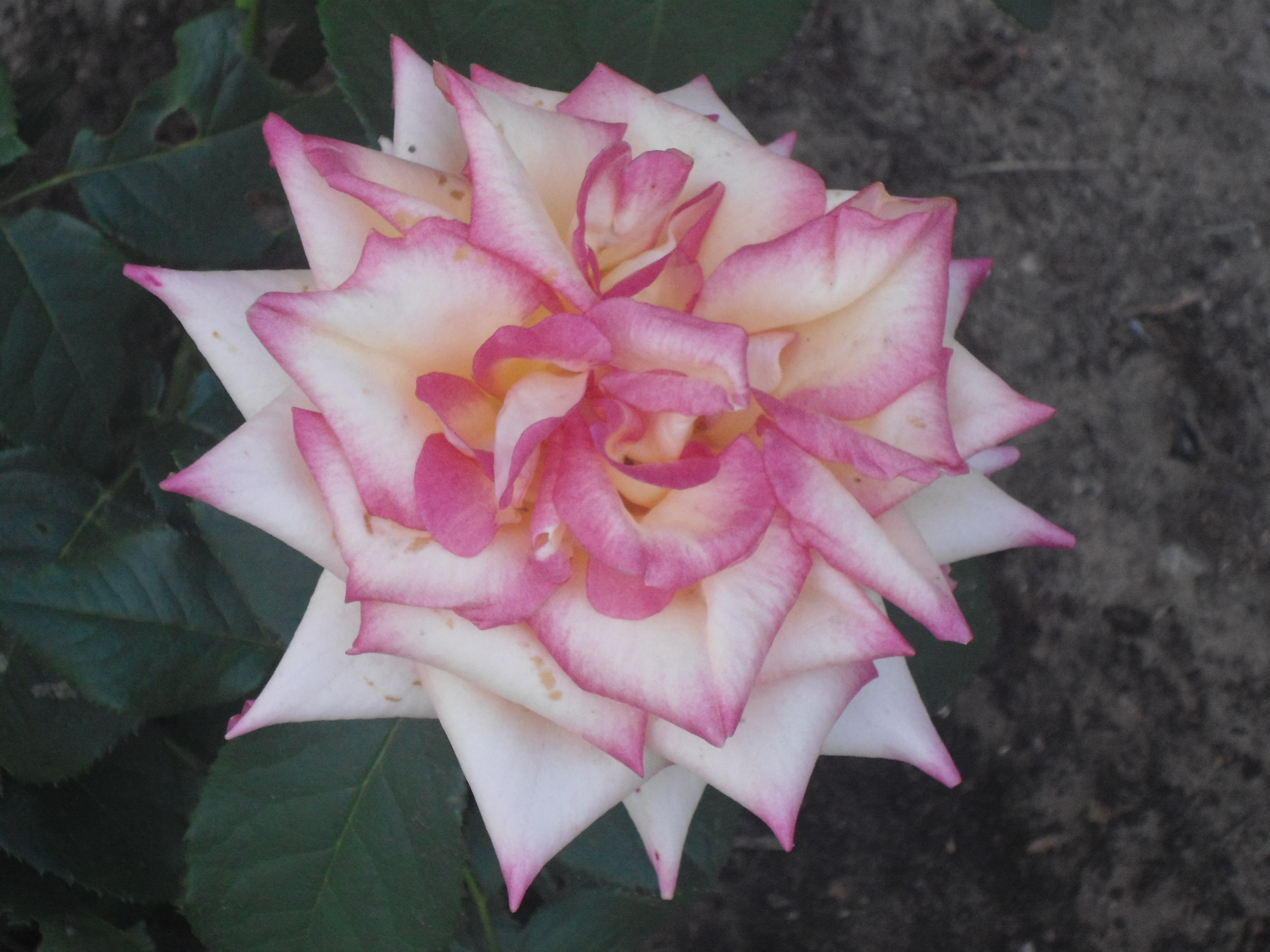 DSC00014.JPG