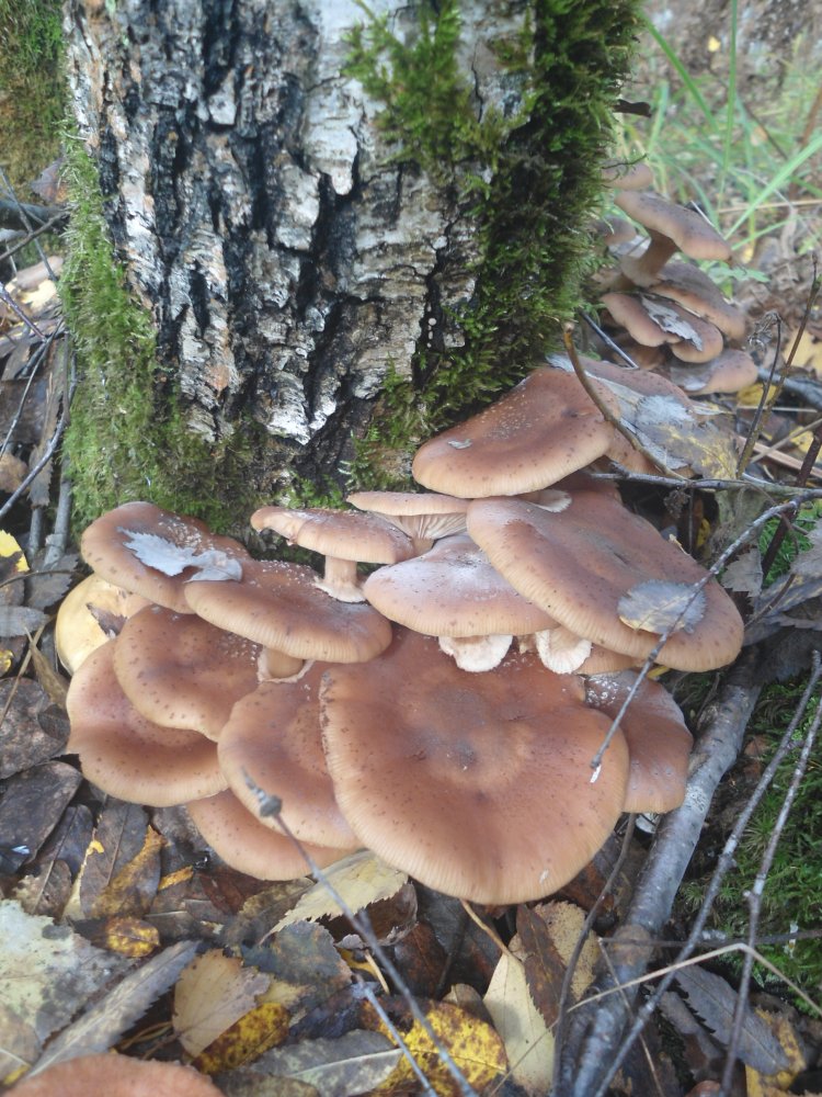 DSC00014.JPG