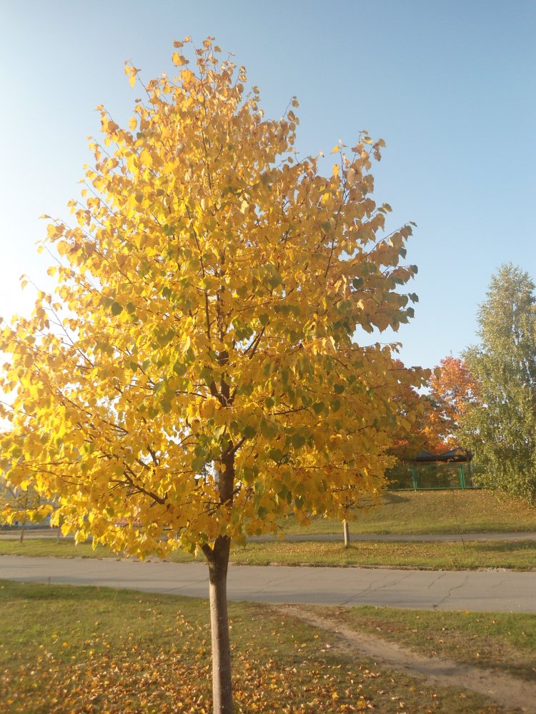 DSC00017.JPG