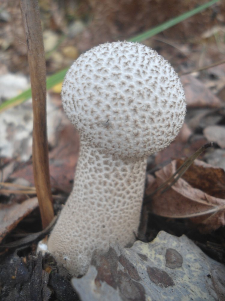 DSC00026.JPG