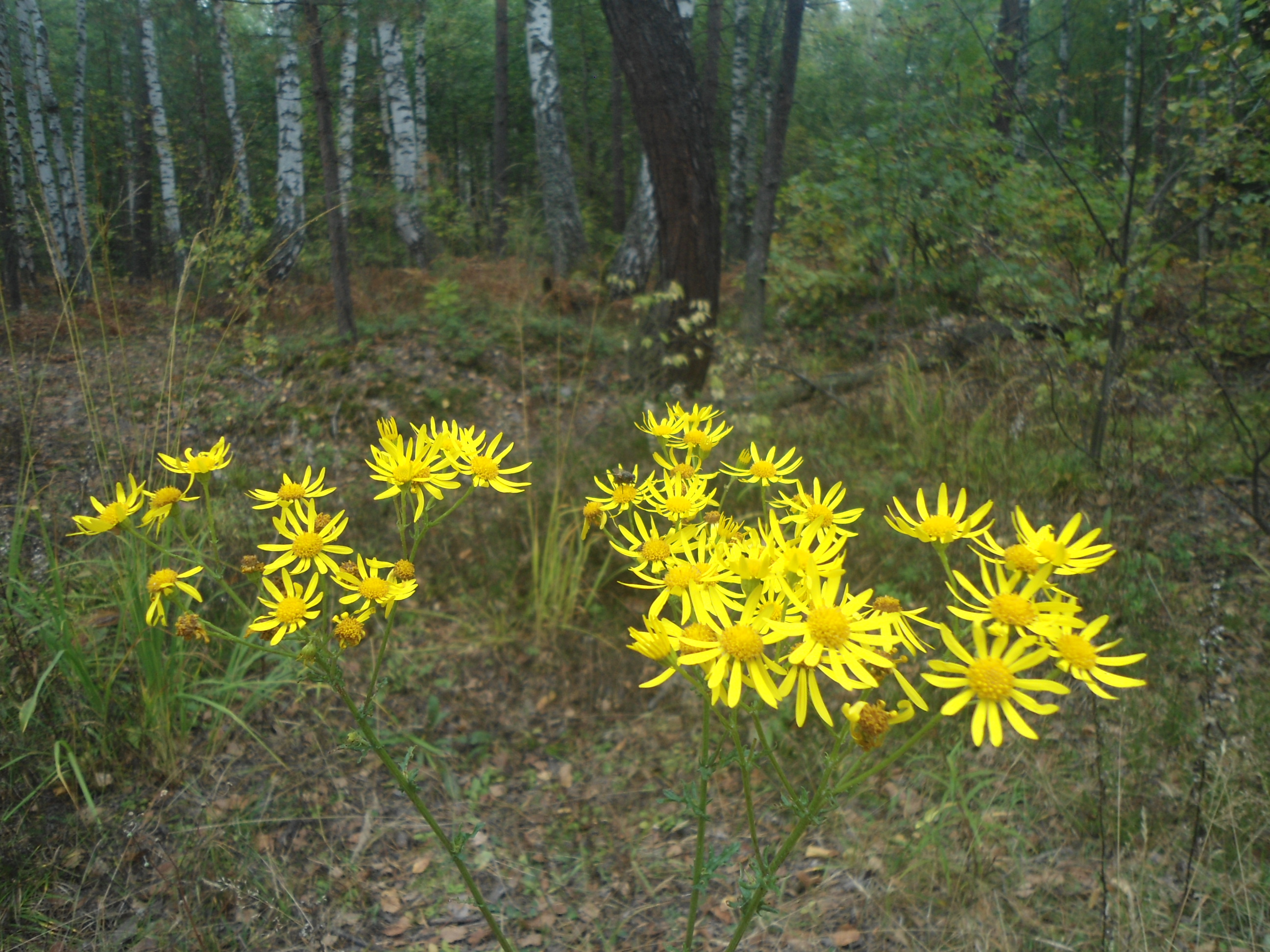 DSC00032.JPG