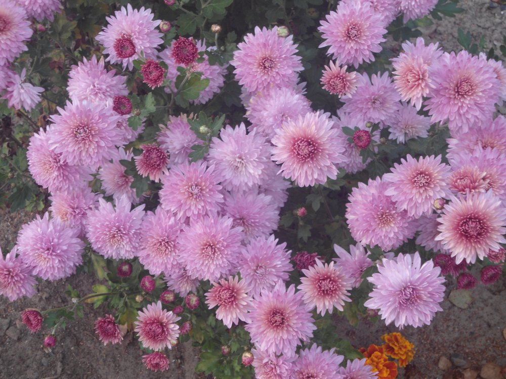 DSC00033.JPG