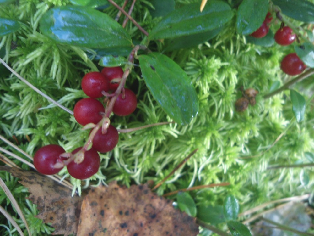 DSC00034.JPG