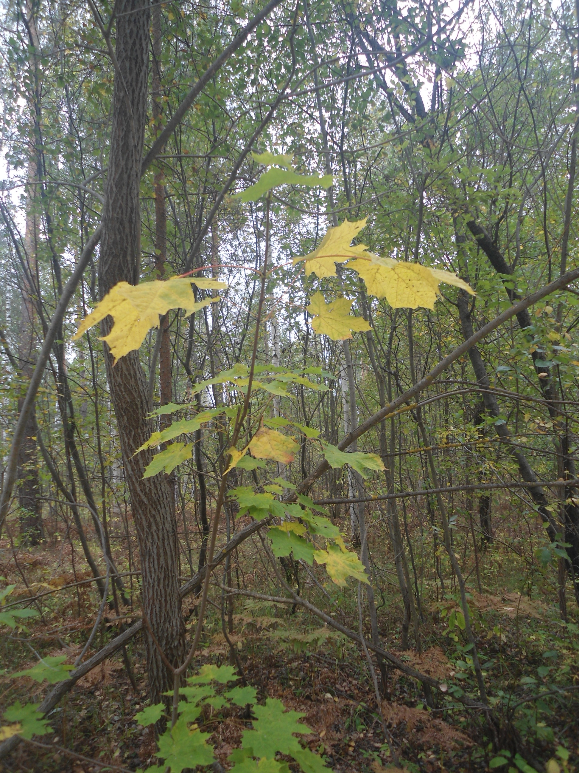 DSC00035.JPG