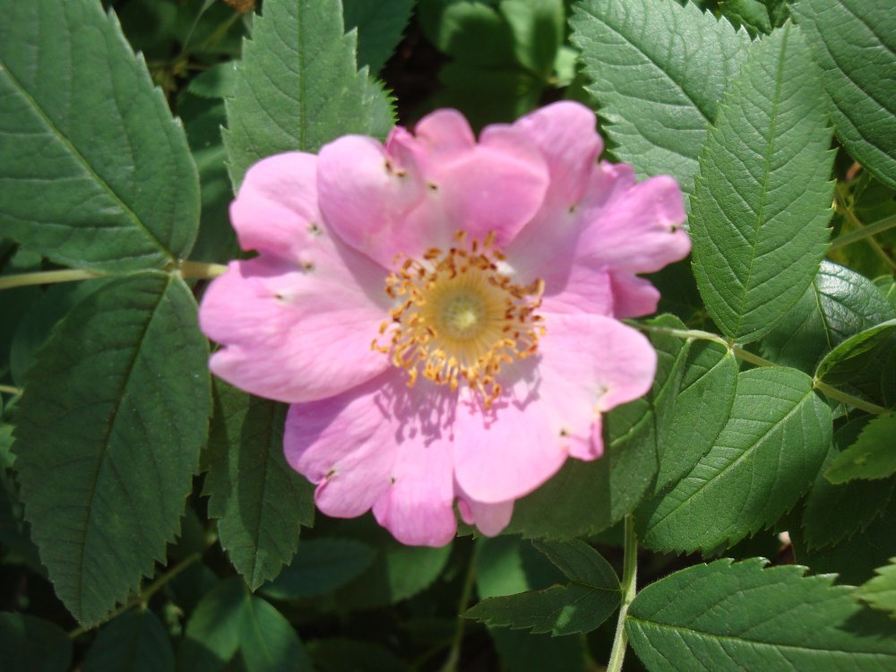 DSC00035.JPG
