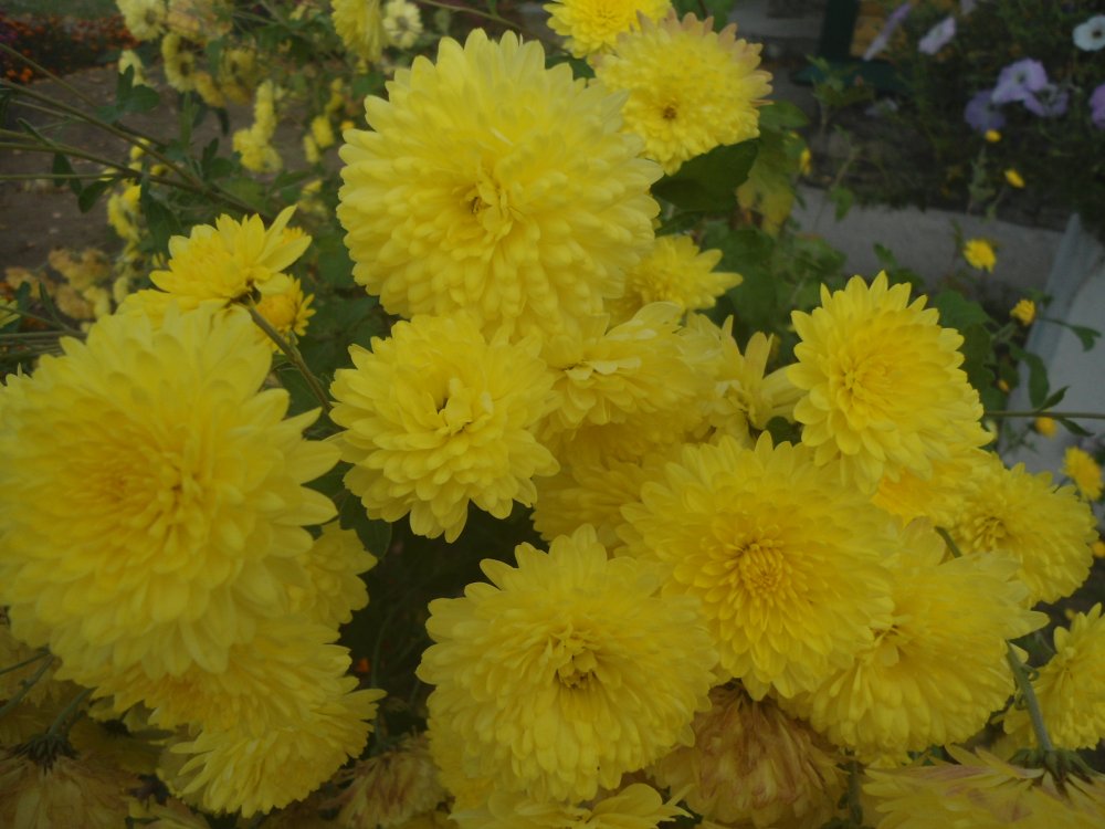 DSC00036.JPG