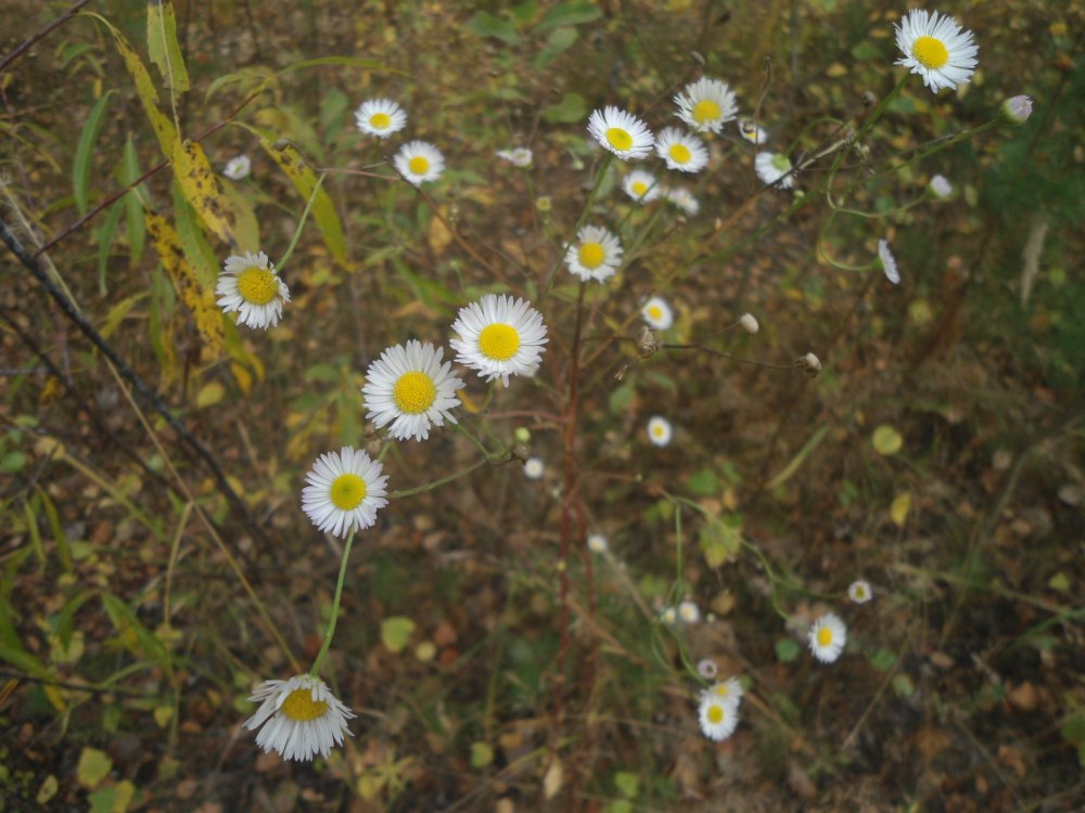 DSC00039.JPG