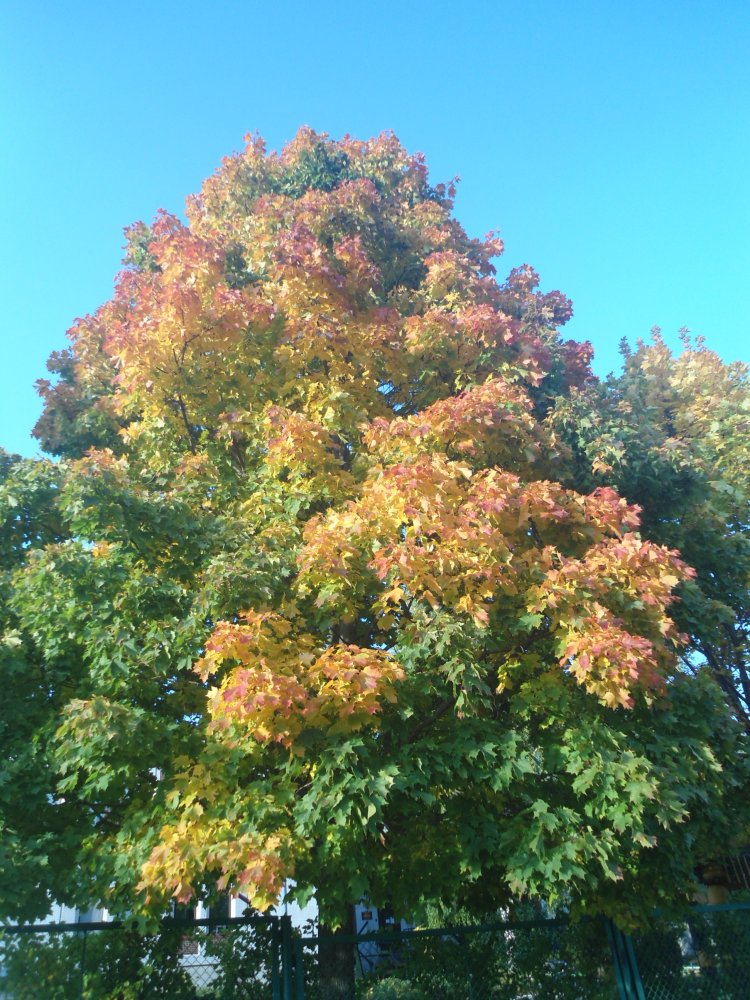 DSC00040.JPG