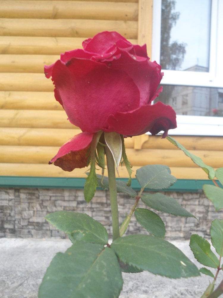DSC00041.JPG