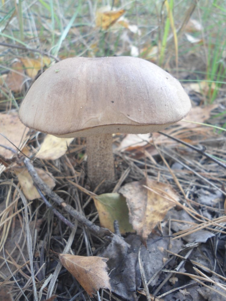 DSC00045.JPG