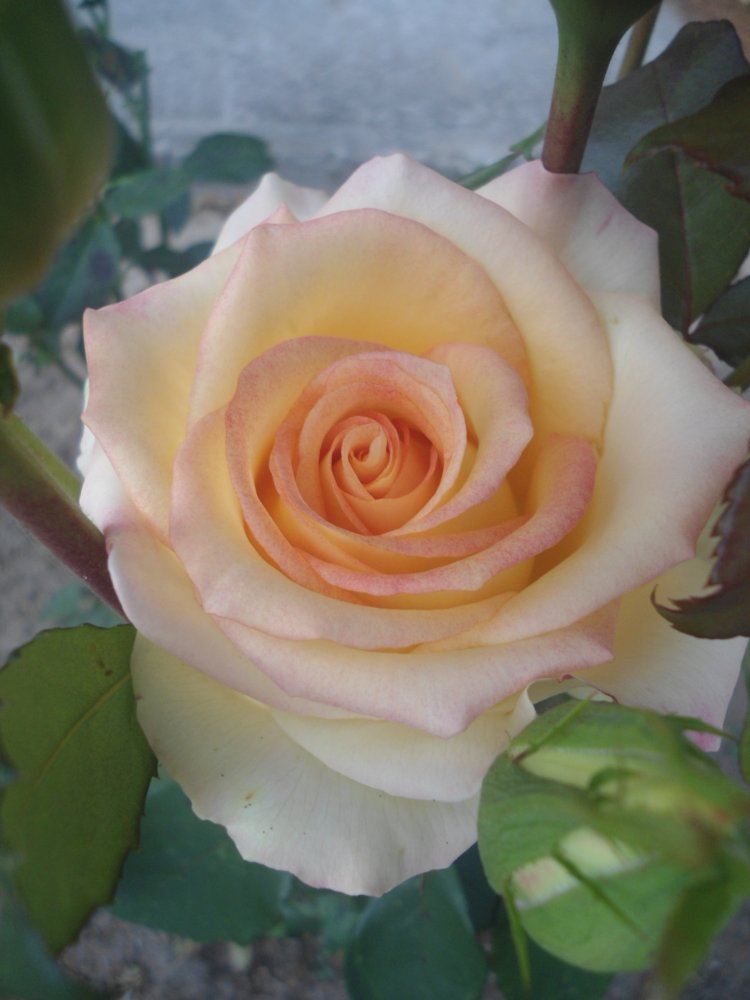 DSC00046.JPG