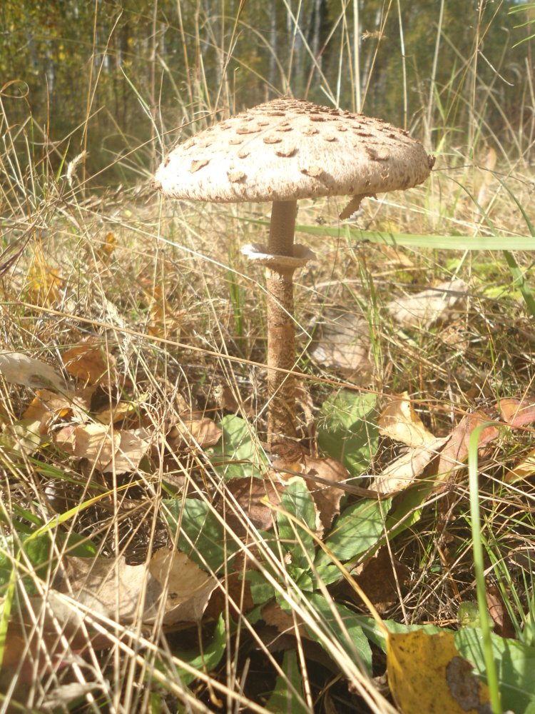 DSC00053.JPG