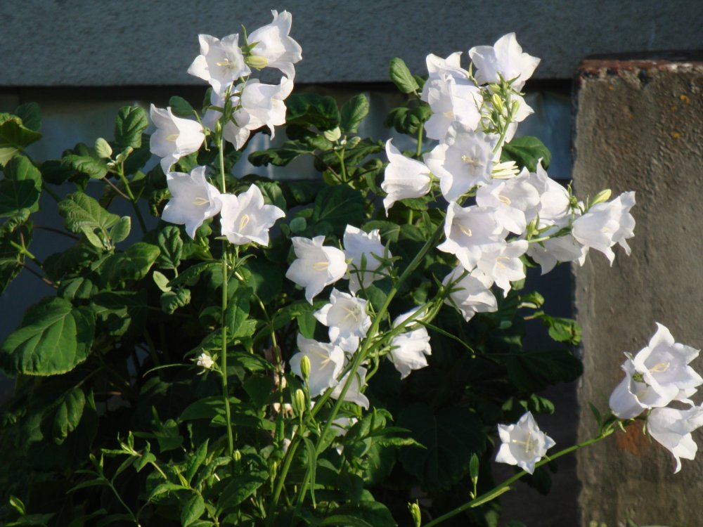 DSC00175.JPG
