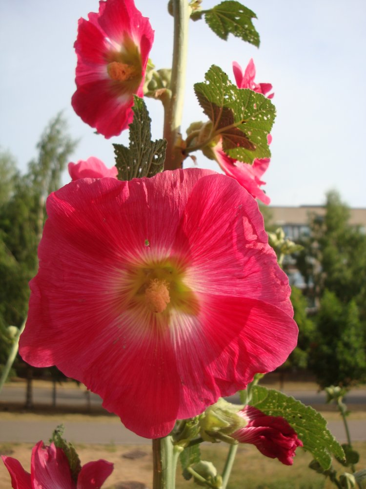 DSC00235.JPG