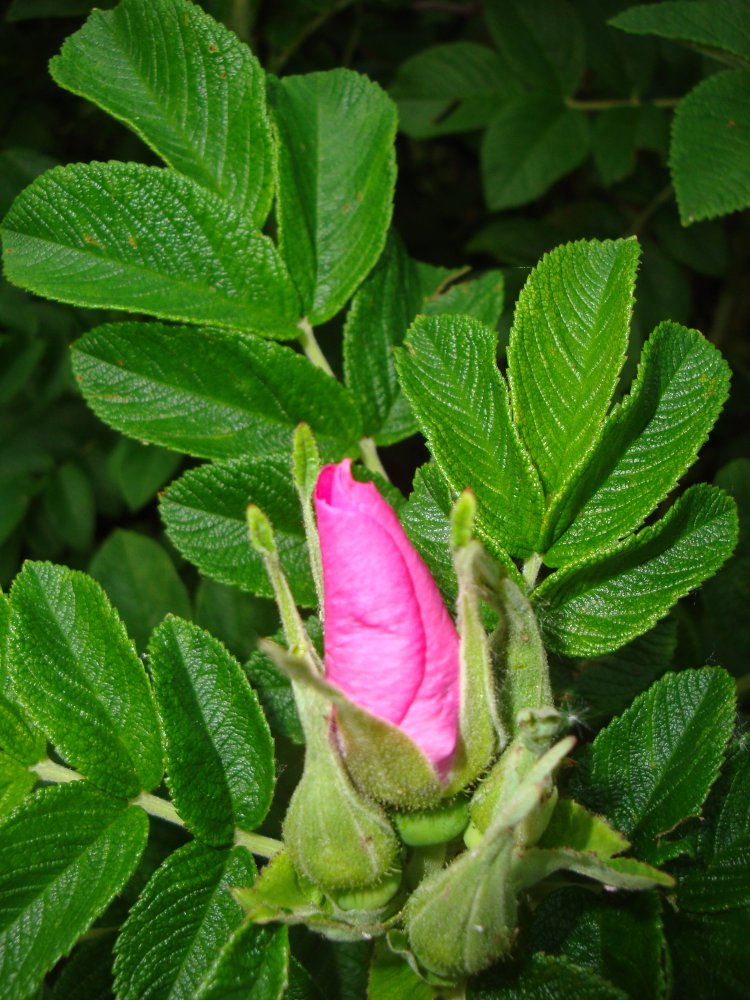 DSC00244.JPG