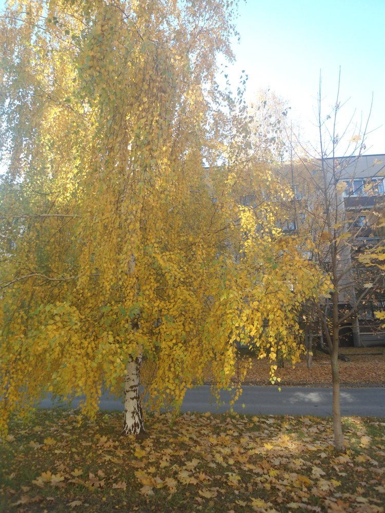 DSC00295.JPG