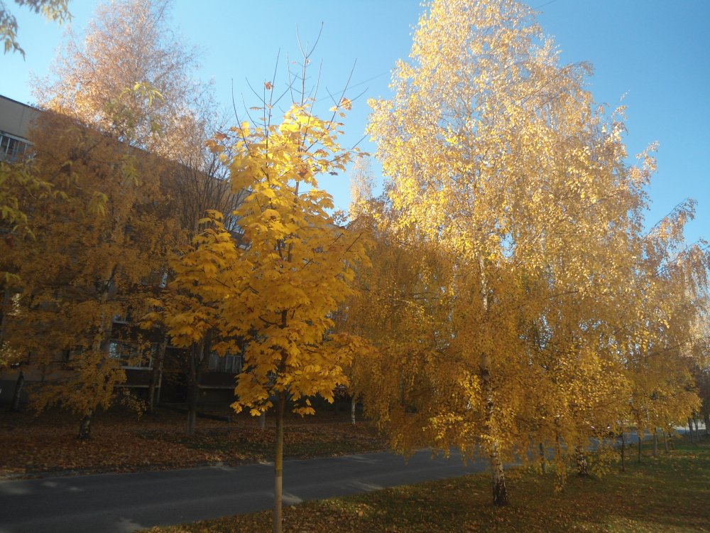 DSC00296.JPG