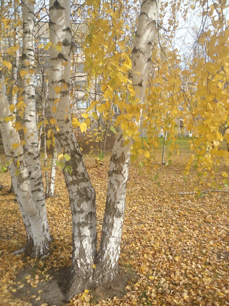 DSC00331.JPG