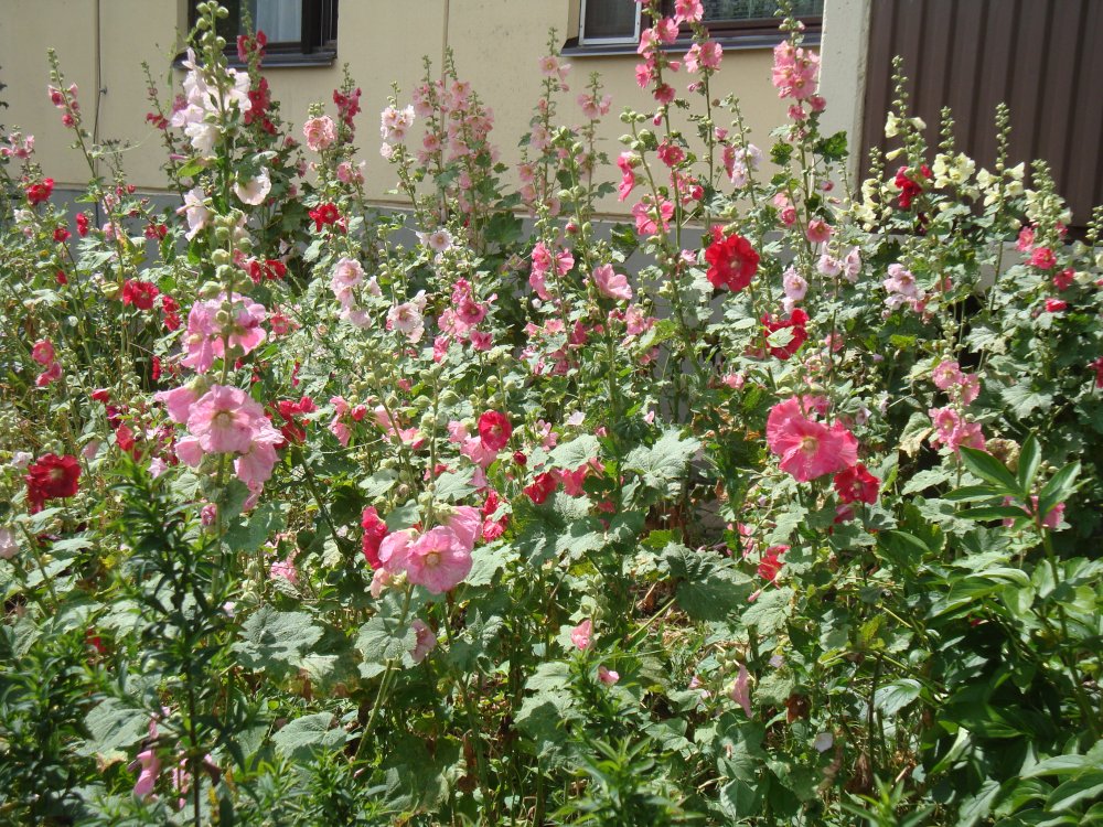 DSC00340.JPG