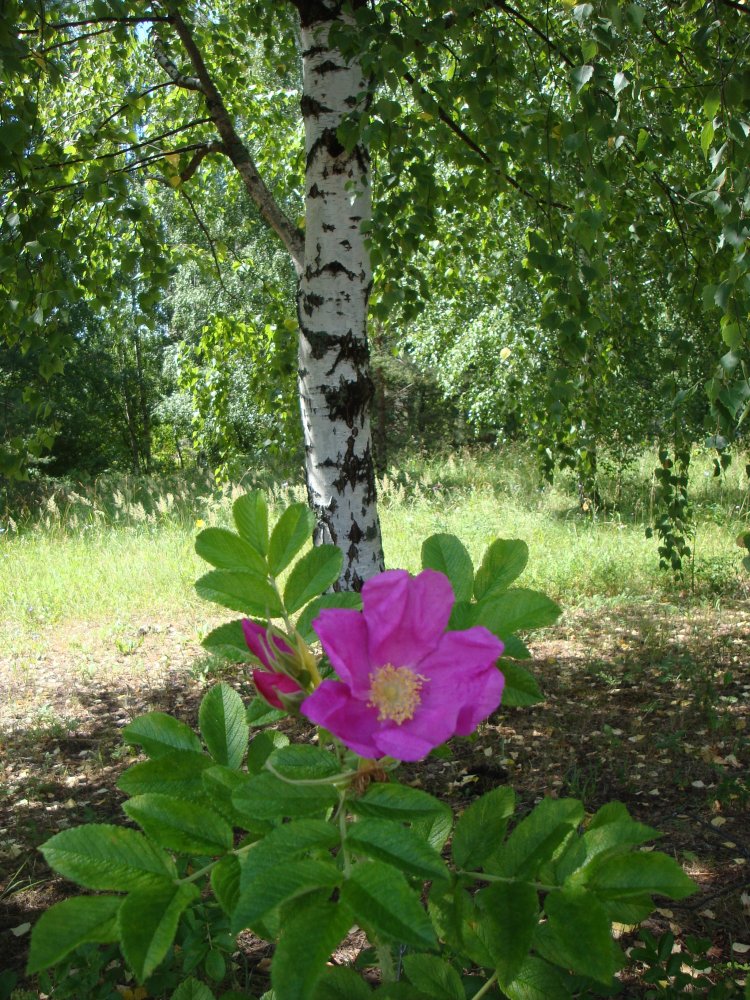 DSC00376.JPG