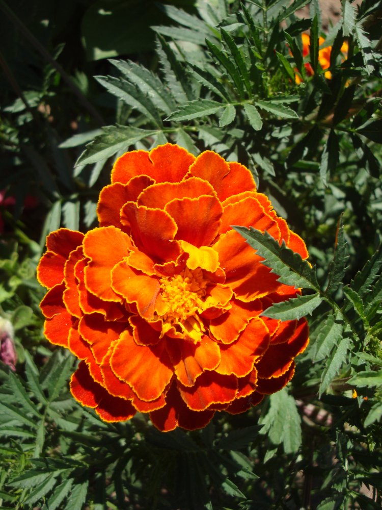 DSC00425.JPG