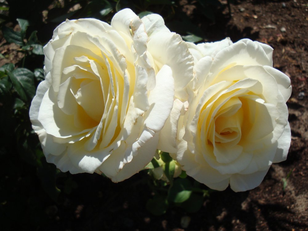 DSC00433.JPG