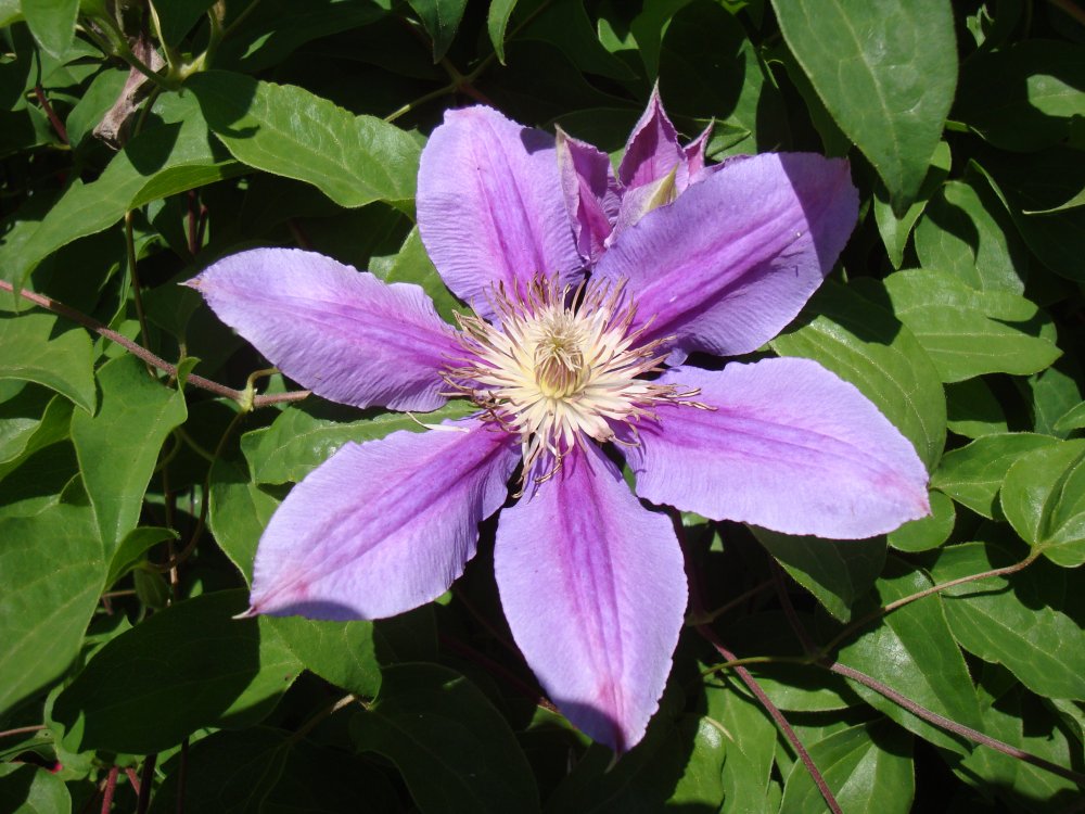 DSC00450.JPG