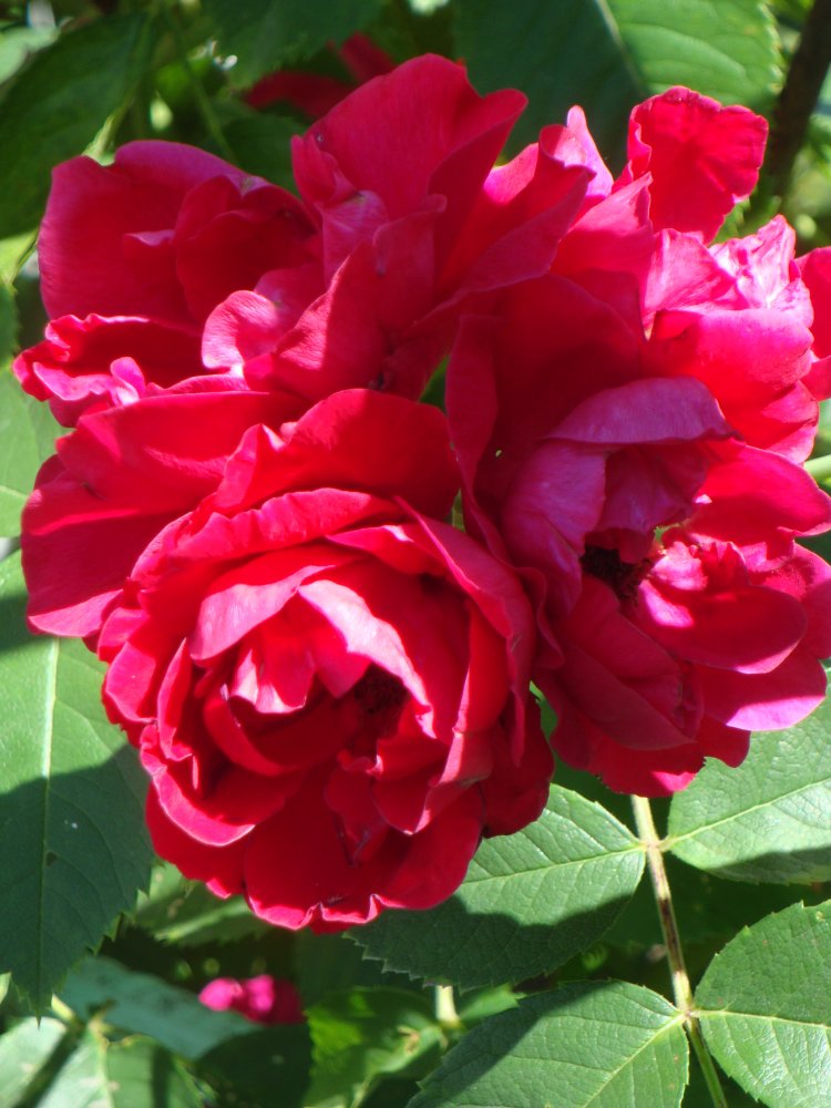 DSC00454.JPG