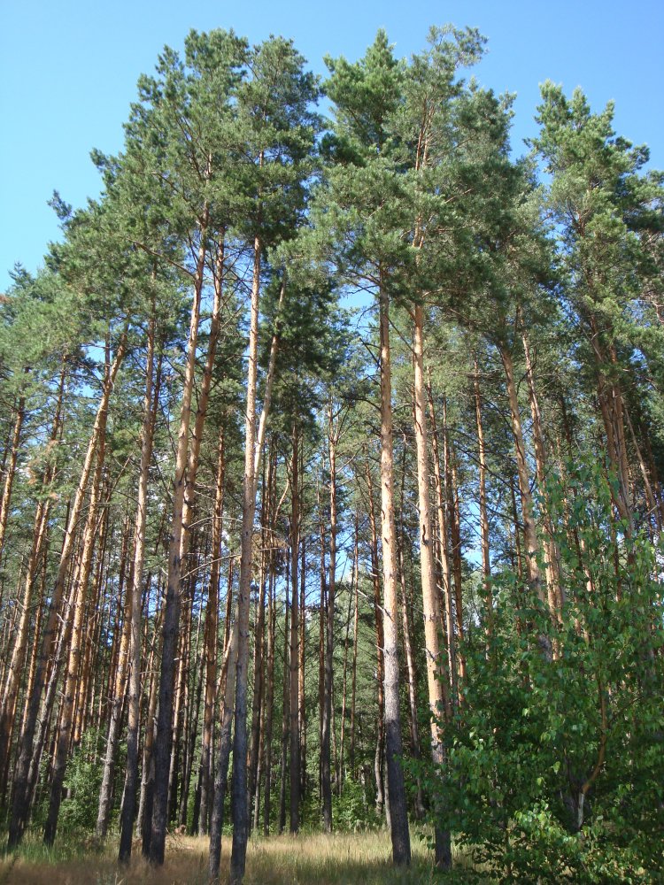 DSC00474.JPG