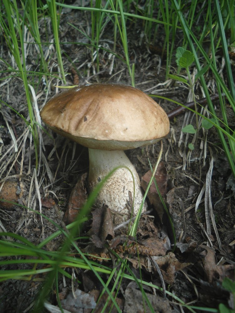 DSC00545.JPG
