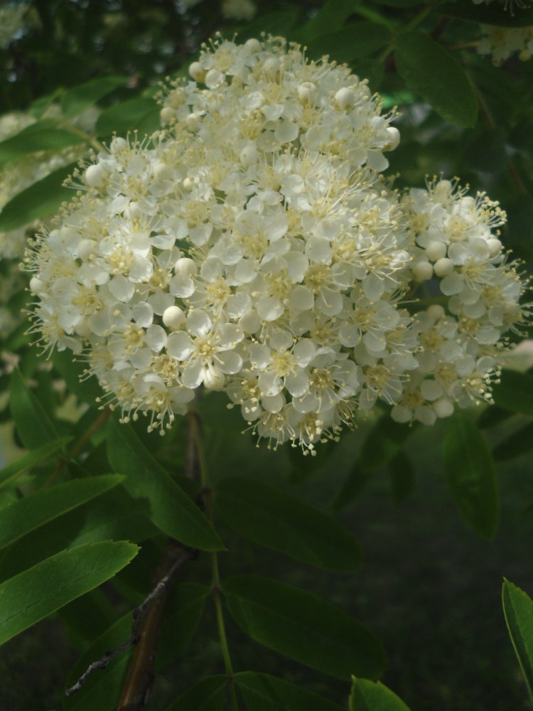 DSC00554.JPG