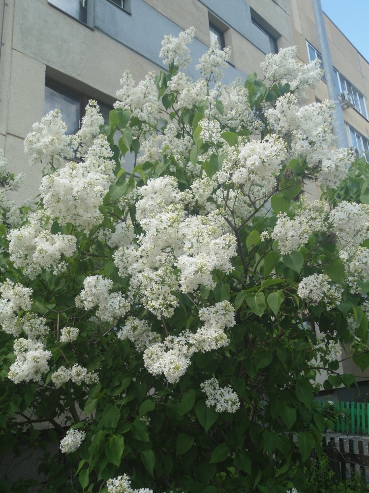DSC00600.JPG
