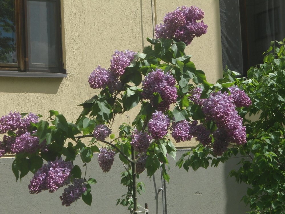 DSC00614.JPG