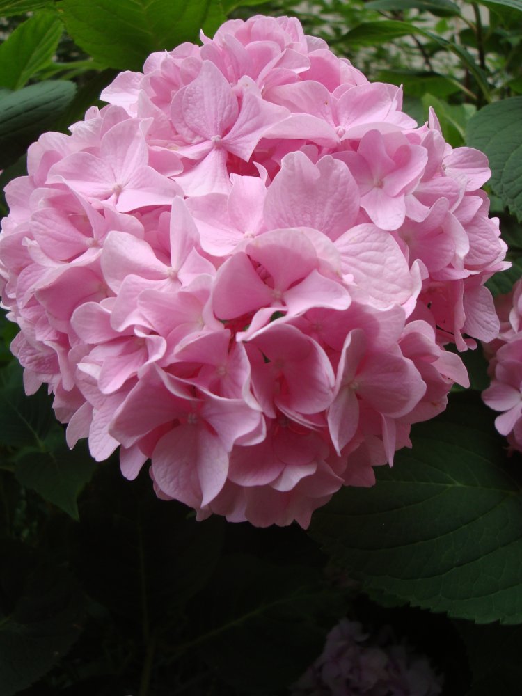 DSC00765.JPG