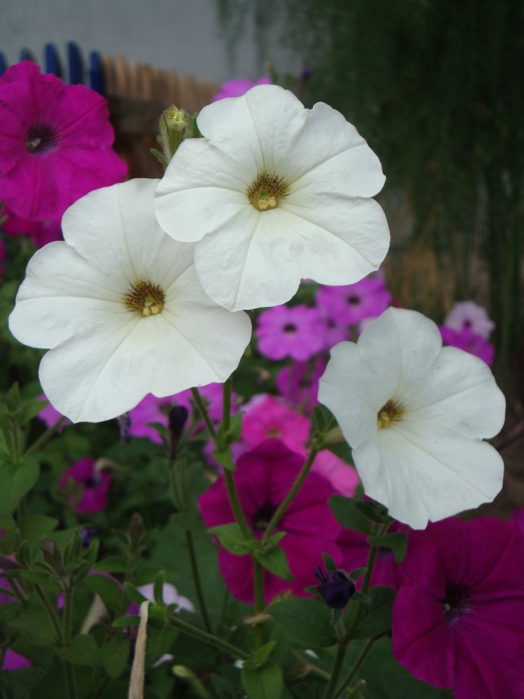 DSC00774.JPG