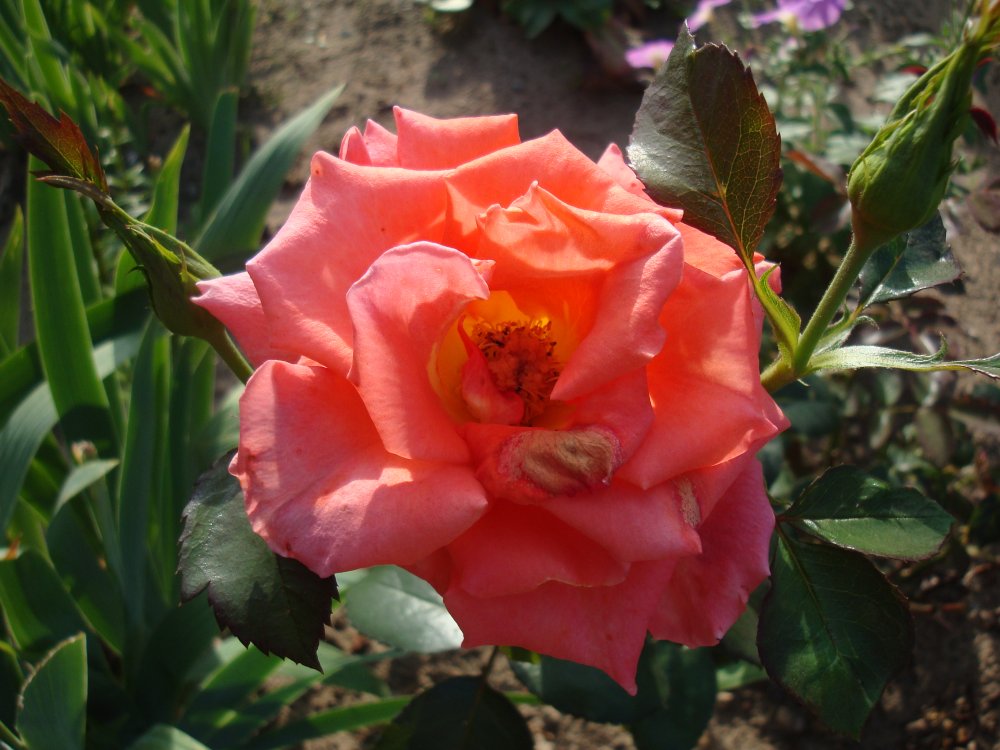 DSC00979.JPG