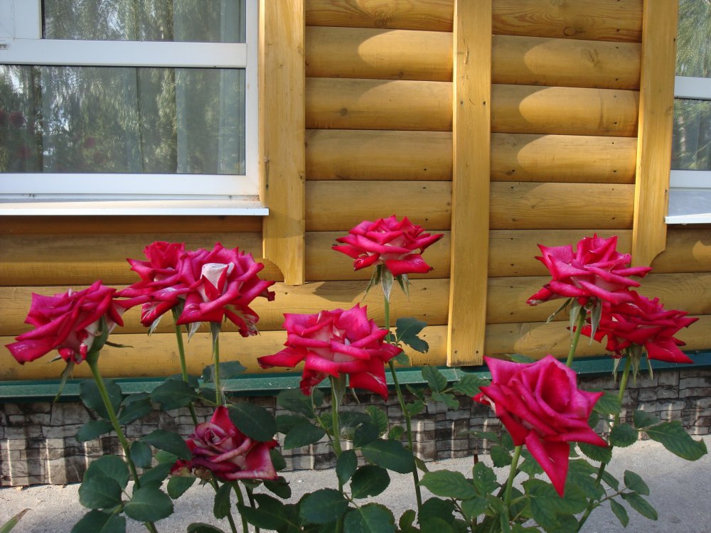DSC01397.JPG