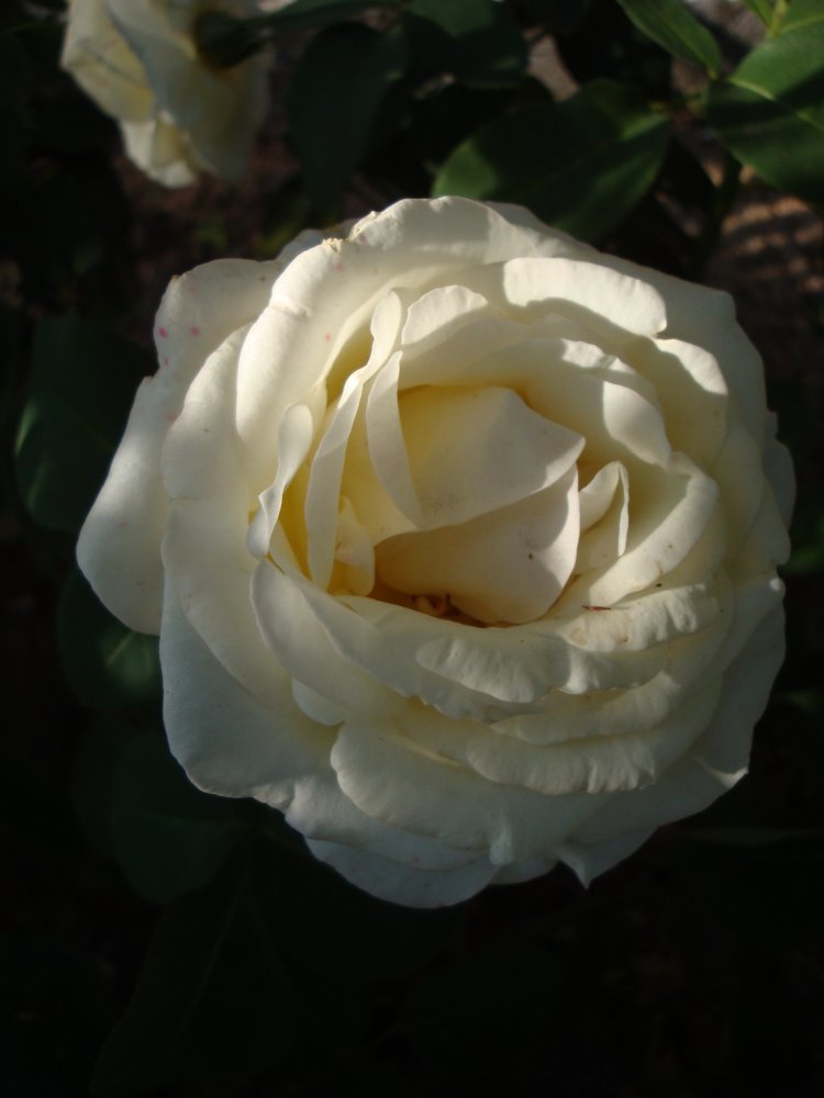 DSC01402.JPG