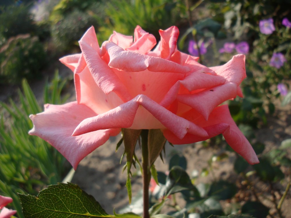 DSC01407.JPG